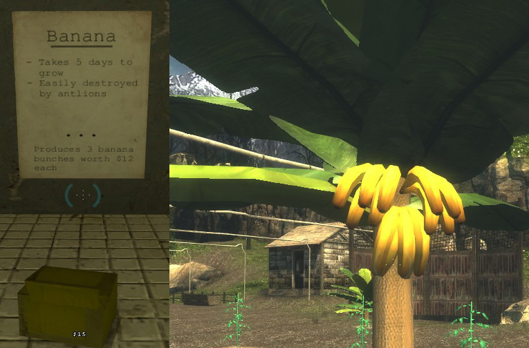 Harvestbananaz.jpg