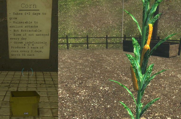 Harvestcornz.jpg